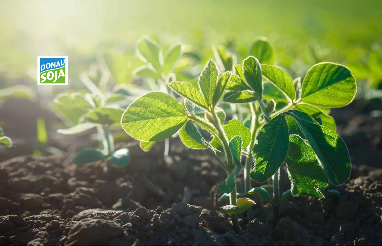 Donau Soja
